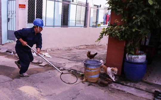 Lực lượng chức năng đang ra quân xử lý các con chó thả rông ở TP HCM