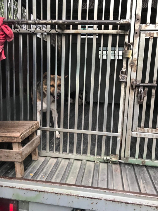 Hai con chó bị bắt vào chiều 22-8 trên đường Cống Quỳnh và Phạm Ngũ Lão