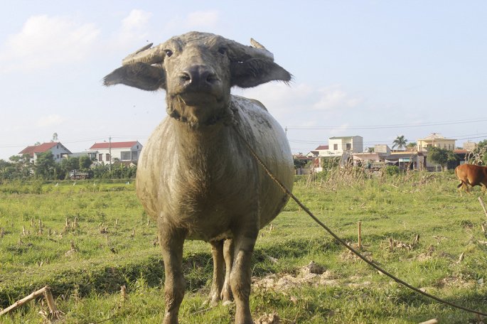 UBND huyện Quảng Ninh yêu cầu chấm dứt việc thu phí chăn thả trâu bò ở 2 HTX Thống Nhất và Hoàng Vinh. 