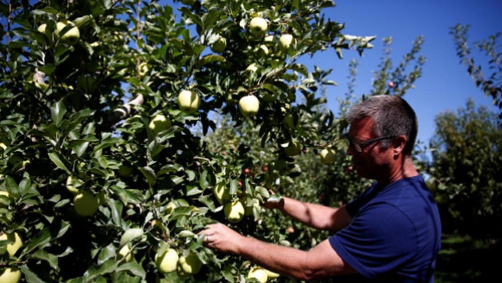Ông chủ một trang trại táo ở Washington, Mỹ kiểm tra các cây táo - Ảnh: Reuters.
