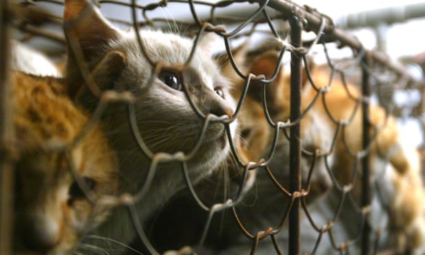  Ăn thịt chó, mèo ở Đài Loan có thể bị phát tiền lên tới 186 triệu đồng. (Ảnh: AP)