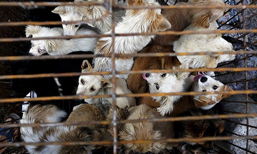 Chi cục Thú y Hà Nội cũng đưa ra đề xuất cấm buôn bán và ăn thịt chó trong nội thành Hà Nội vào năm 2021.