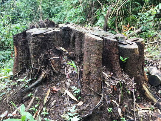 Những gốc cây to đến vài người ôm còn sót lại đã là minh chứng cho rừng Đạ Tẻh bị 