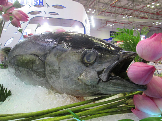Doanh nghiệp đang thiếu nguyên liệu cá ngừ để chế biến