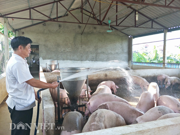 Theo khảo sát của phóng viên Dân Việt, giá heo hôm nay 24.1 tại nhiều vùng trong cả nước vẫn ở mức từ 33.000 đồng đến 36.000 đồng/kg, tùy loại. Trong khi đó giá lợn giống cũng chỉ dao động ở mức trên duới 7000.000 đồng/con