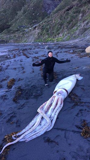  Xác con mực khổng lồ trôi dạt vào bờ biển New Zealand. (Ảnh: Facebook Ocean Hunter Spearfishing and Freediving Specialists) 