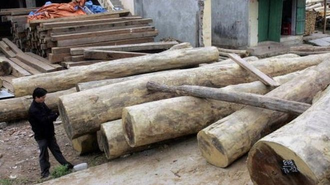 Khai thác và vận chuyển gỗ trái phép là vấn nạn của cả Việt Nam lẫn CPC (Ảnh: Getty)