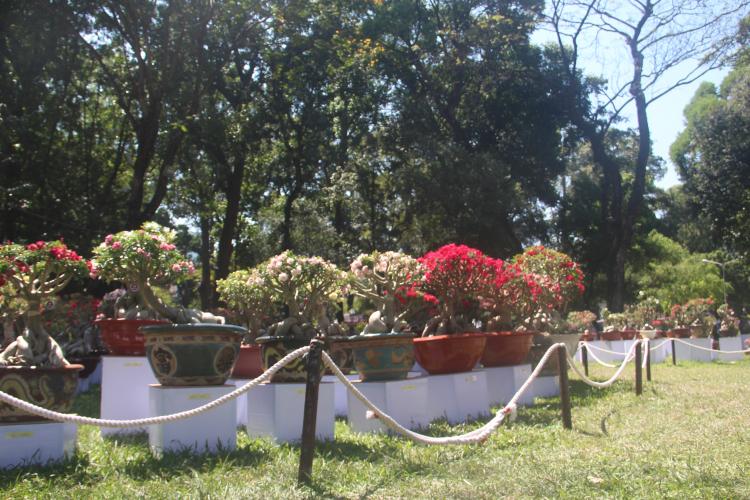 Cây hoa trưng bày tại Hội hoa xuân đều có giăng dây để bảo vệ