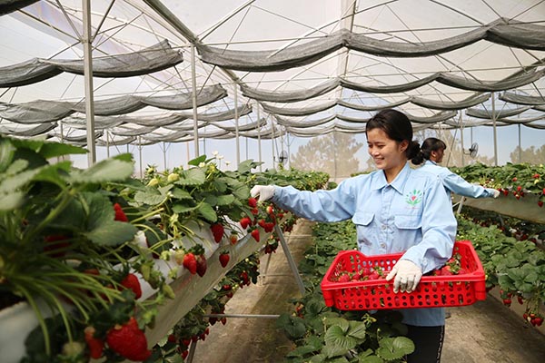 Công nhân thu hoạch dâu tây để cung cấp cho hệ thống siêu thị trong cả nước
