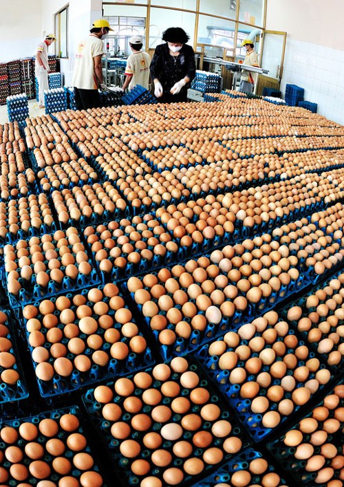 Một nhà máy xử lý trứng của Ba Huân