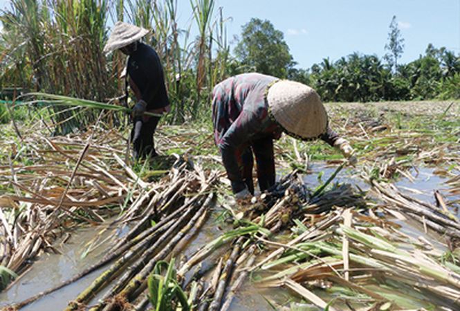  Thu hoạch mía bị ngập nước tại huyện Phụng Hiệp, tỉnh Hậu Giang Ảnh: CK    