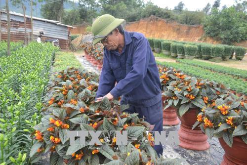 Bà con nông dân tại Đà Nẵng đang tích cực chăm sóc hoa, cây cảnh để phục vụ thị trường Tết Nguyên đán. Ảnh: Đinh Văn Nhiều-TTXVN