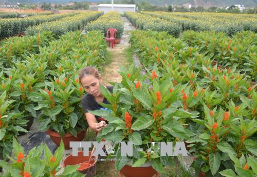 Bà con nông dân Đà Nẵng tích cực chăm sóc hoa, cây cảnh để phục vụ thị trường Tết Nguyên đán. Ảnh: Đinh Văn Nhiều-TTXVN