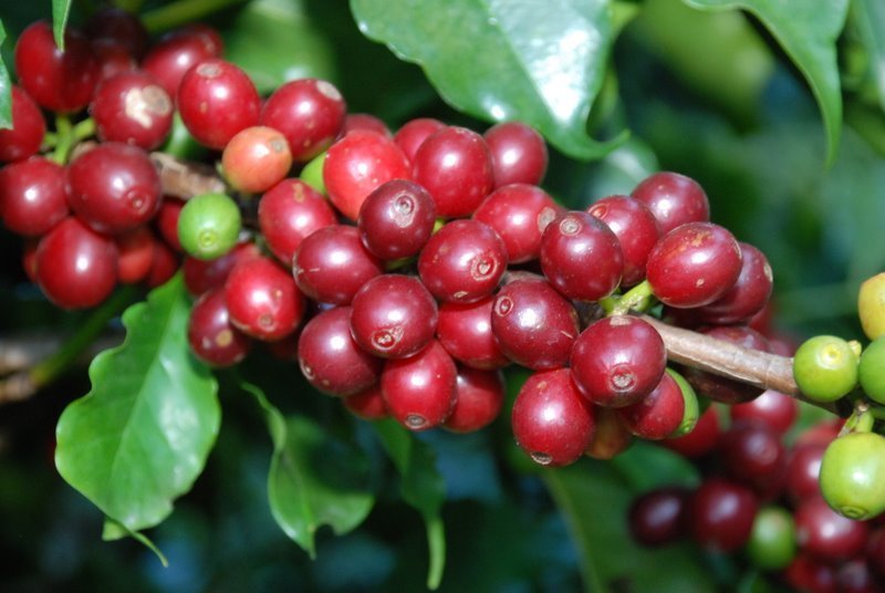Giá cà phê robusta sàn kì hạn giảm đã kéo theo giá cà phê tại Tây Nguyên trong sáng nay 28/2 giảm 200 đồng/kg. Ảnh minh hoạ