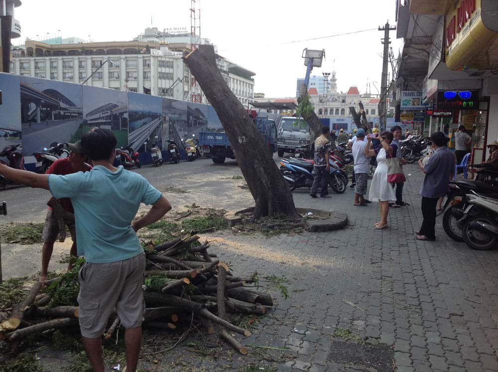 1.10.2014 - ngày bắt đầu chặt dãy cây dọc đại lộ Nguyễn Huệ, Sài Gòn và mới đây là chặt hàng cổ thụ trên đường Tôn Đức Thắng. Ảnh: Phúc Tiến    