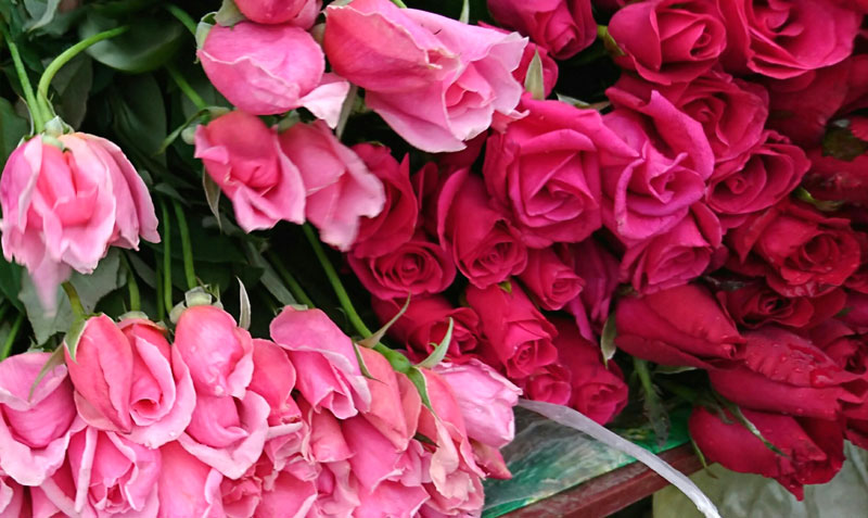 Hoa hồng ta được cung cấp tại nhà vườn ngoại thành Hà Nội vẫn giữ giá ở mức 50.000 - 70.000 đồng/chục bông.