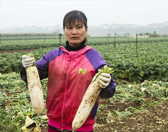 Nông dân ở xã Tráng Việt cho biết hàng trăm tấn củ cải phải nhổ lên vứt bỏ đẩy đồng vì không ai mua  