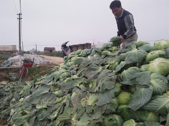 Cải bắp của nông dân ở Nghệ An chất đống không ai mua, giá rẻ như bèo. Ảnh: baonghean