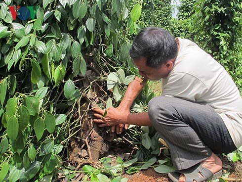 Một hộ gia đình ở huyện Cư Kuin, Đắk Lắk bị chặt khoảng 140 gốc tiêu hồi cuối năm 2017     