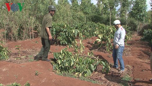 Hiện trường một vụ chặt 300 cây cà phê trong dịp Tết Mậu Tuất ở thành phố Buôn Ma Thuột.