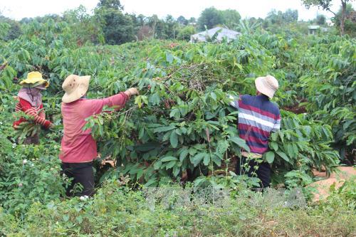 Nông dân thu hoạch cà phê tại Gia Lai. Ảnh minh họa: Hoài Nam/TTXVN