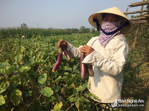 Cà dừa tím được xem là cây trồng chủ lực của nông dân xã Xuân Hòa. Ảnh: Nguyễn Quyền    