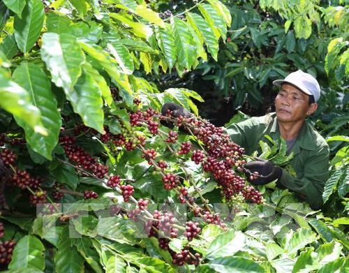 Các tỉnh Tây Nguyên sử dụng phần lớn giống mới để trồng tái canh cà phê. Ảnh minh hoạ: TTXVN    
