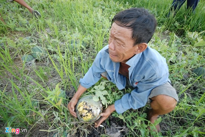Hình ảnh người nông dân bật khóc bên ruộng dưa hấu mất giá phản ánh rõ nỗi khổ của người nông dân Việt. Ảnh: Zing.vn