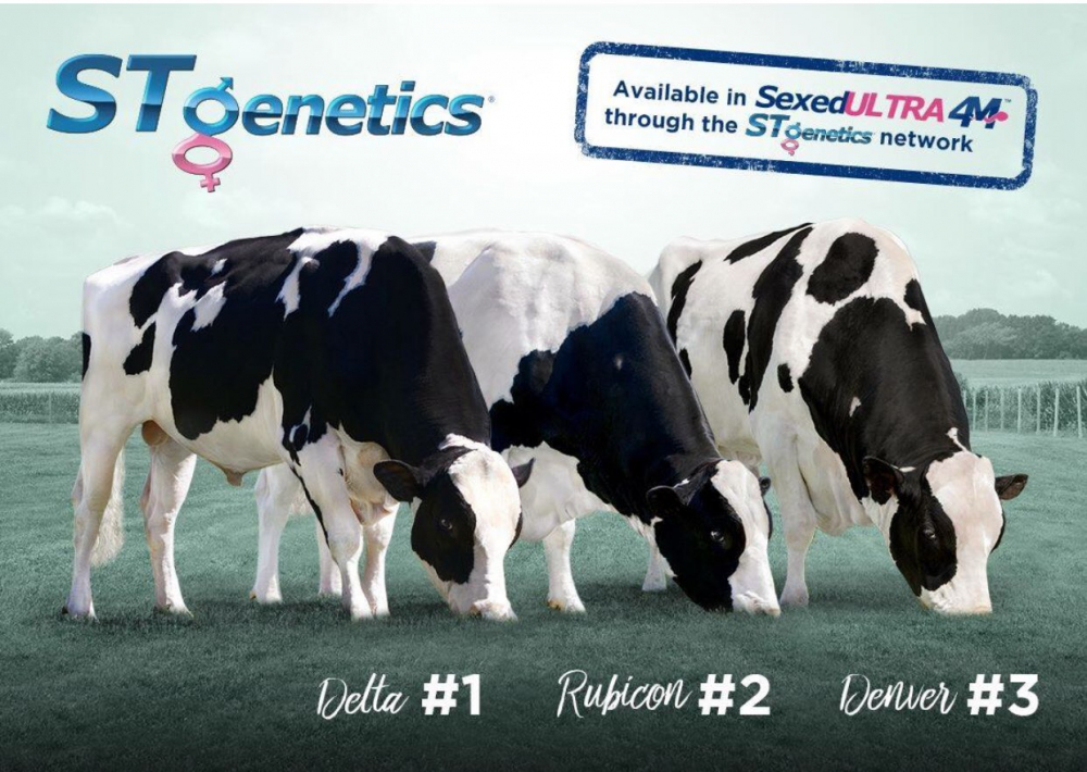 Hình ảnh một bò ðực mang gen A2A2 của Mỹ cung cấp nguồn tinh phối giống cho đàn bò sữa của trang trại TH  