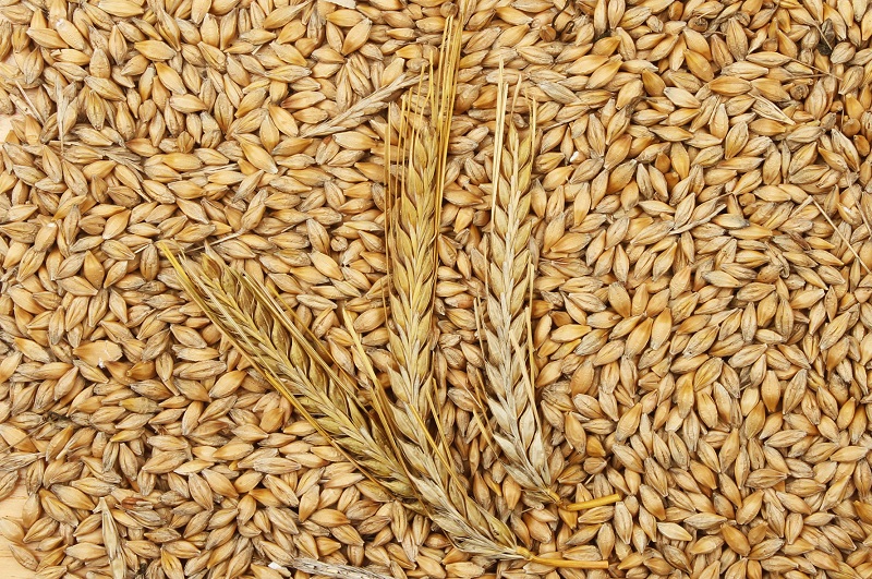 Lúa mạch và lúa mạch đen là nguồn nguyên liệu để sản xuất TH true MALT    