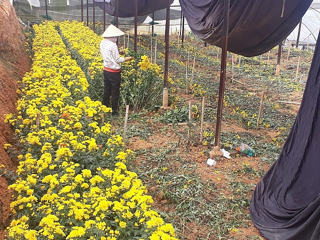 Công nhân đang thu hoạch hoa cúc tại làng hoa Thái Phiên, Đà Lạt