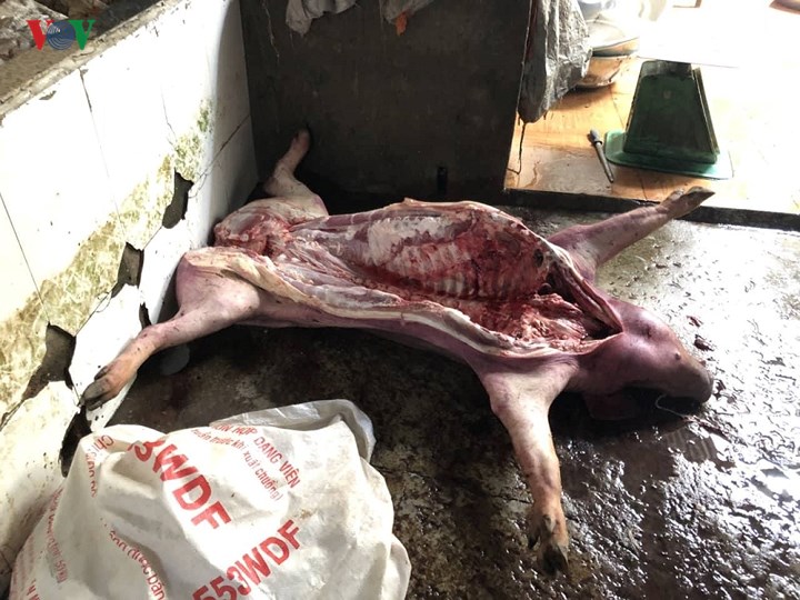 Lợn chết tại lò mổ của anh Tống Thành Công (27 tuổi) ở ấp Phúc Nhạc 1, xã Gia Tân 3, huyện Thống Nhất, tỉnh Đồng Nai. 