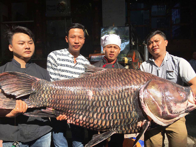 Một con cá hô nặng 120kg được nhập từ Lào về TPHCM trong ngày 27/2.