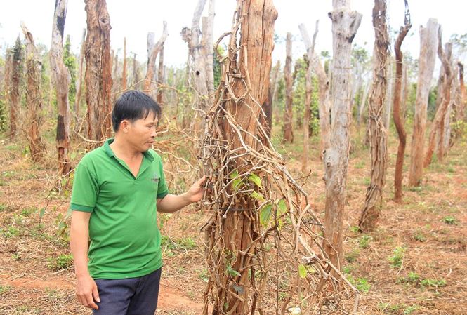 Vườn tiêu nhà anh Trần Xuân Thịnh (thôn Phú Hà, xã Ia Blứ) bị chết rụi