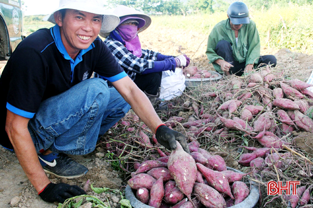 Sau khi thu hoạch, người dân cắt bỏ cồi khoai và phân loại đem đi tiêu thụ