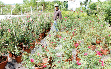 Vườn hoa hồng truyền thống với nhiều loài hoa hồng cổ được chàng trai Thái Bình Trần Văn Thành sưu tầm, nhân giống.
