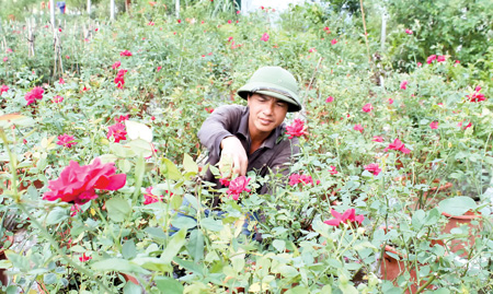 Từ niềm đam mê hoa hồng ta, Trần Văn Thành trở thành “vua hoa hồng” ở quê lúa Thái Bình lúc nào không hay.