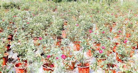 Một góc vườn hoa hồng ra đã lên chậu của gia đình anh Trần Văn Thành.