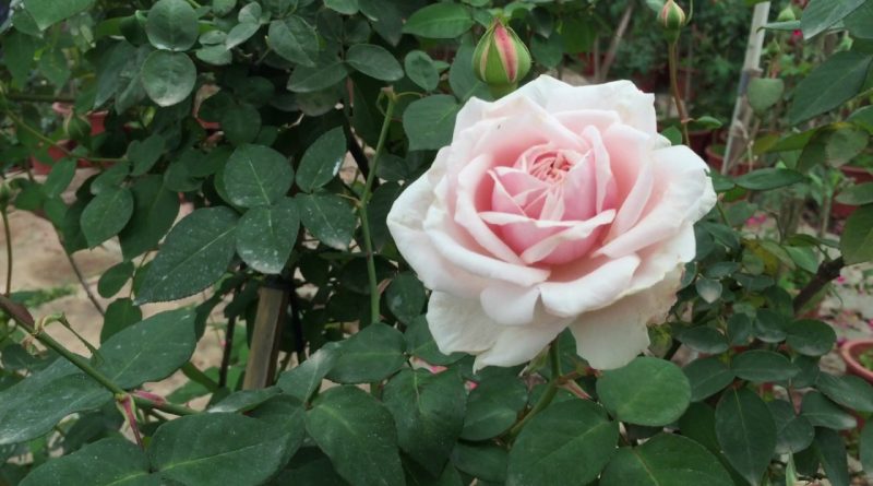 Hoa hồng Văn Khôi (hoa hồng cung phủ)-1 trong những giống hoa hồng truyền thống được anh Trần Văn Thành trồng trong vườn nhà.