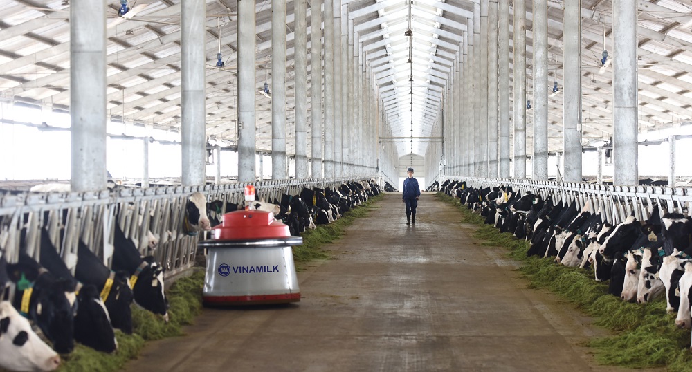 Tổ hợp trang trại công nghệ cao Thống Nhất tại Thanh Hóa – vừa khánh thành vào tháng 3/2018 sẽ là nơi chăm sóc và nuôi dưỡng những cô bò A2 thuần chủng