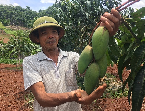  Nhờ áp dụng khoa học kỹ thuật vào trồng xoài, vườn xoài Đài Loan của gia đình ông Tiến đều sai trĩu quả    