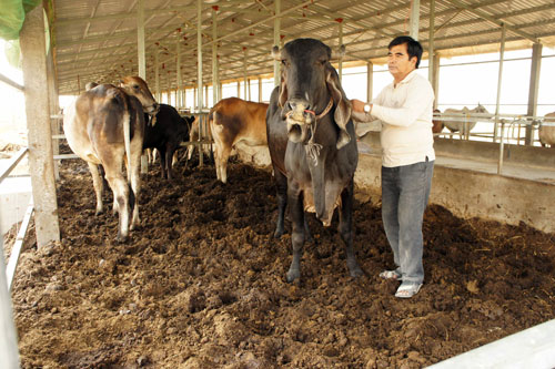 Trang trại nuôi bò áp dụng đệm lót sinh học của ông Nguyễn Lợi Đức (Tri Tôn, An Giang).  Ảnh: Trọng Bình    