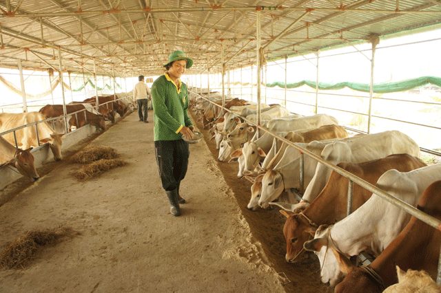 Công nhân làm việc tại trang trại nuôi bò áp dụng đệm lót sinh học của ông Nguyễn Lợi Đức (Tri Tôn, An Giang)  Ảnh: Trọng Bình    