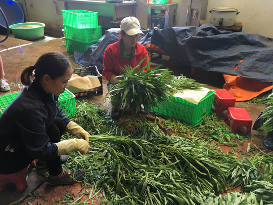 Nhân viên một cơ sở sơ chế rau củ ở Đức Trọng (Lâm Đồng) đang sơ chế rau lá trước khi bán về TP HCM