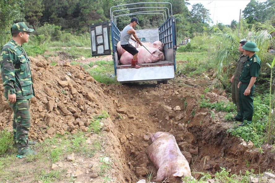 Đồn Biên phòng Bắc Sơn chốt chặn và bắt giữ 1 phương tiện xe ôtô tải BKS 14C-16756 chở 8 con lợn, tổng trọng lượng 1 tấn có nguồn gốc từ Trung Quốc. Ảnh: Cổng TTĐT Móng Cái.