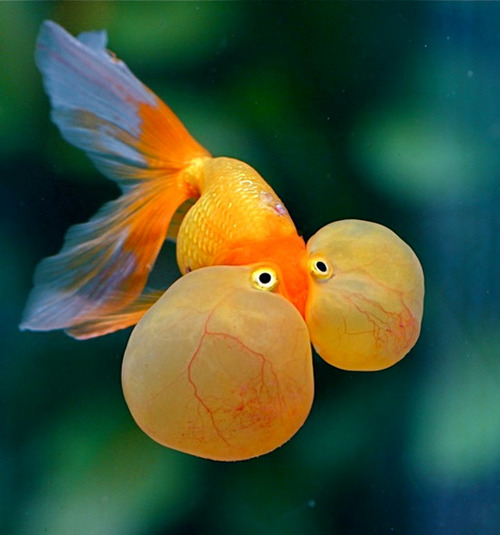 Cận cảnh loài cá vàng mắt bong bóng hay còn gọi là cá thủy bao nhãn đẹp long lanh.    