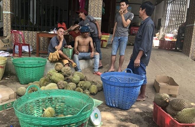 Hạt sầu riêng ở Lâm Đồng đang có giá rất cao    