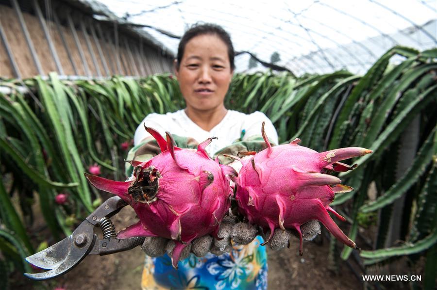 Một công nhân chăm sóc thanh long tại vườn sinh thái nông nghiệp Xuanxin ở làng Nanwuhui của Thạch Gia Trang, thủ phủ của tỉnh Hà Bắc (Trung Quốc). Việc trồng thanh long trong khu vườn này bắt đầu vào năm 2013 với 4ha. Ảnh: Xinhua    