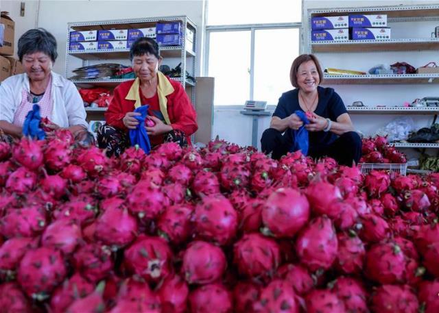 Nông dân Trung Quốc đóng gói thanh long vừa thu hoạch tại tỉnh Chiết Giang. Ảnh: Xinhua.    