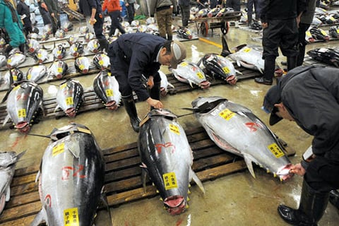 Chợ cá Tsukiji hoạt động từ năm 1935 và là chợ cá lớn nhất thế giới cũng như một điểm du lịch nổi tiếng của Thủ đô Tokyo.